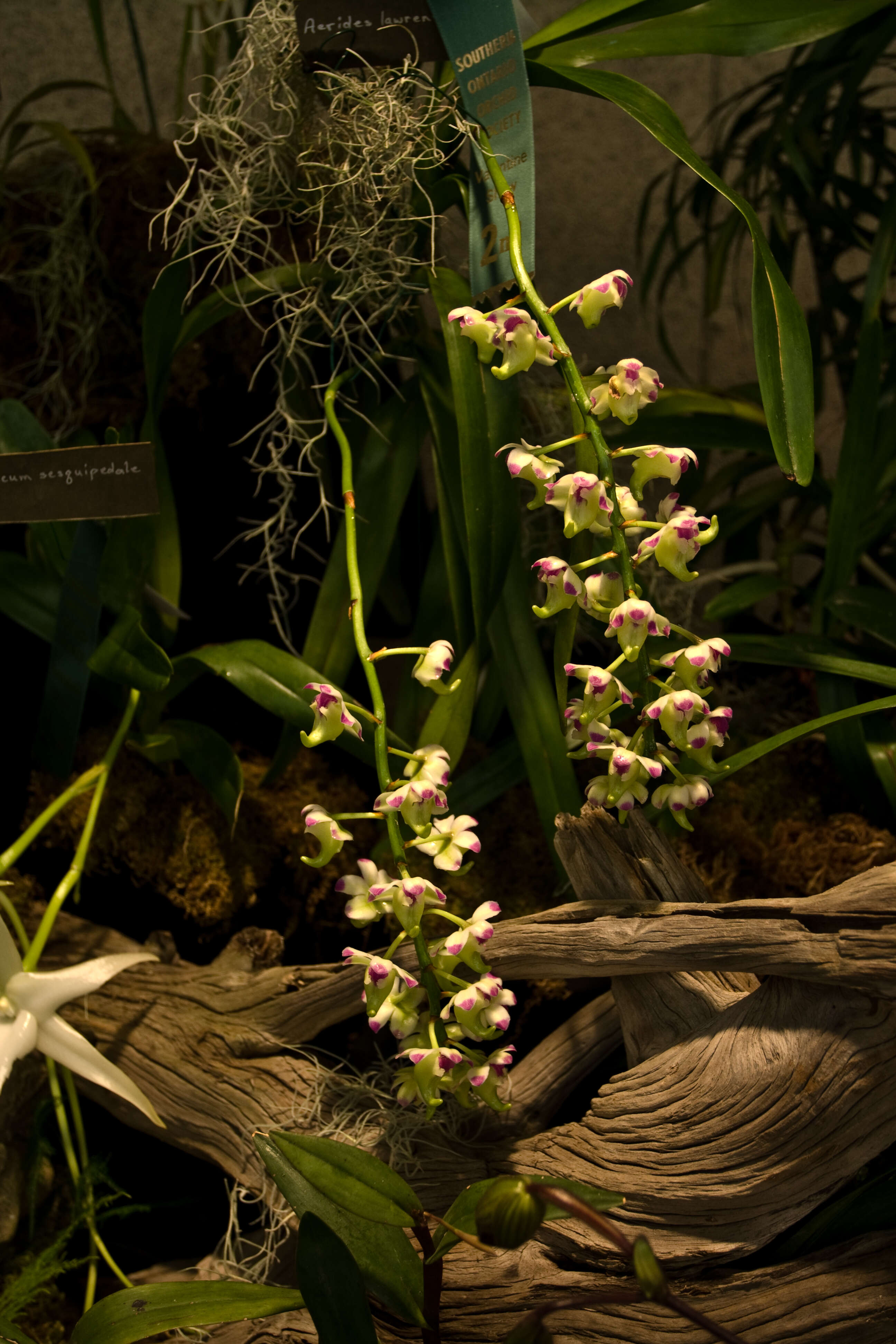 Image of Aerides lawrenceae Rchb. fil.