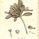 Image of Humbertia madagascariensis Lam.