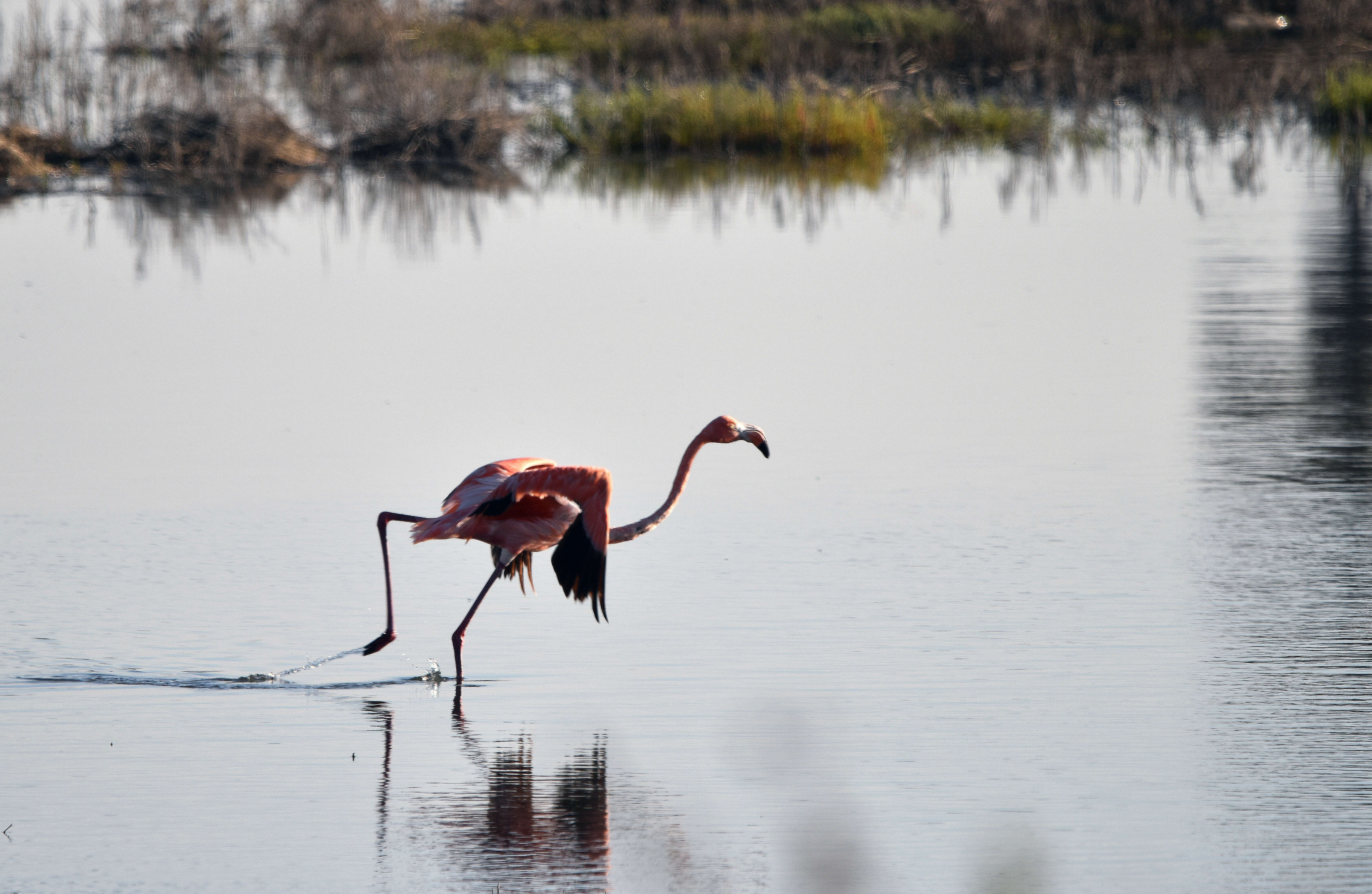 Imagem de Phoenicopterus ruber Linnaeus 1758