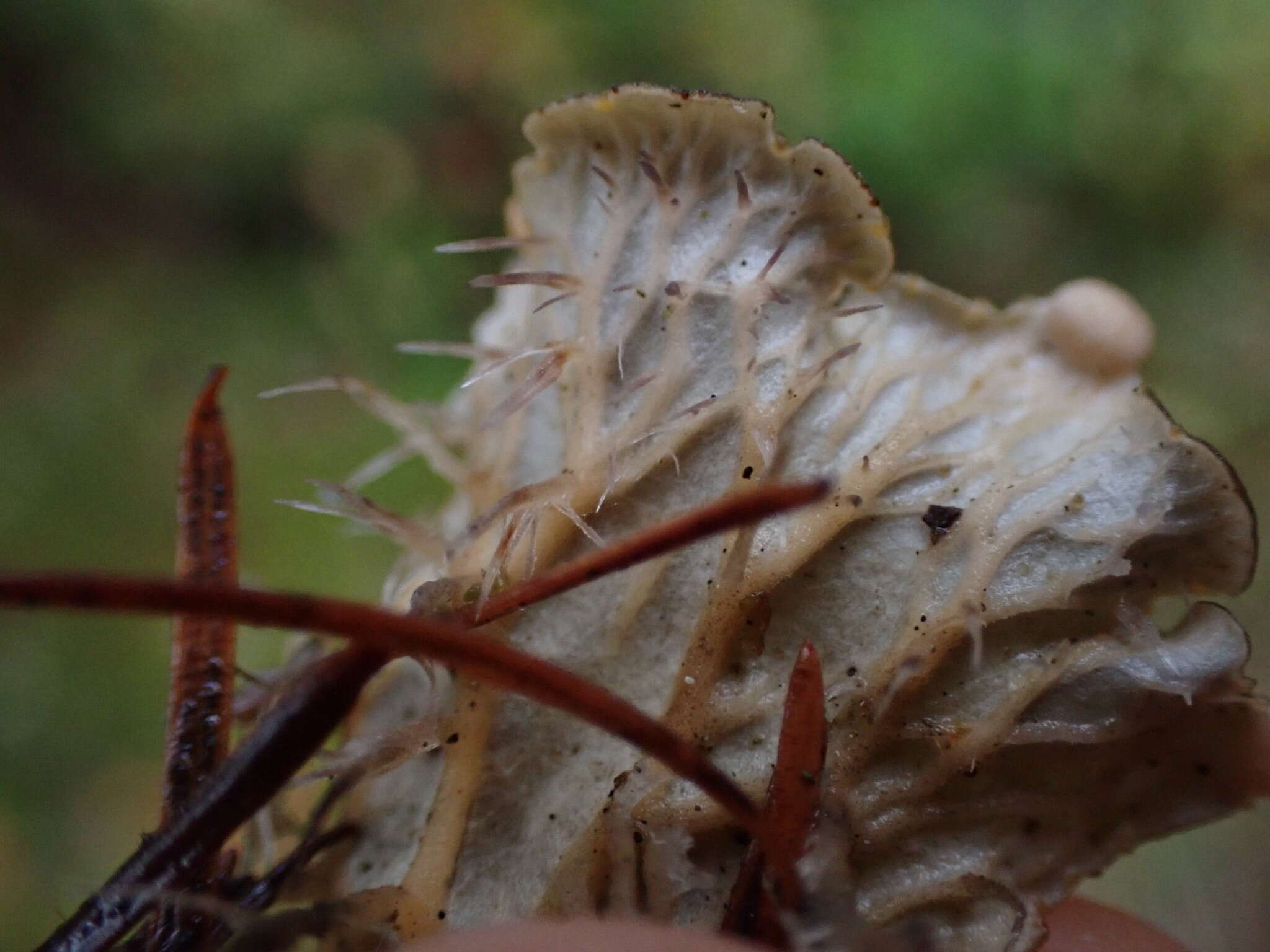 Слика од Peltigera membranacea (Ach.) Nyl.