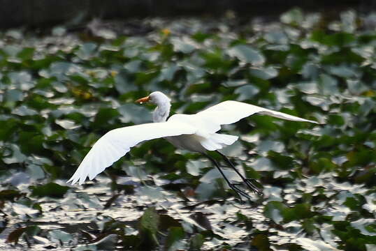 Imagem de Ardea intermedia Wagler 1829