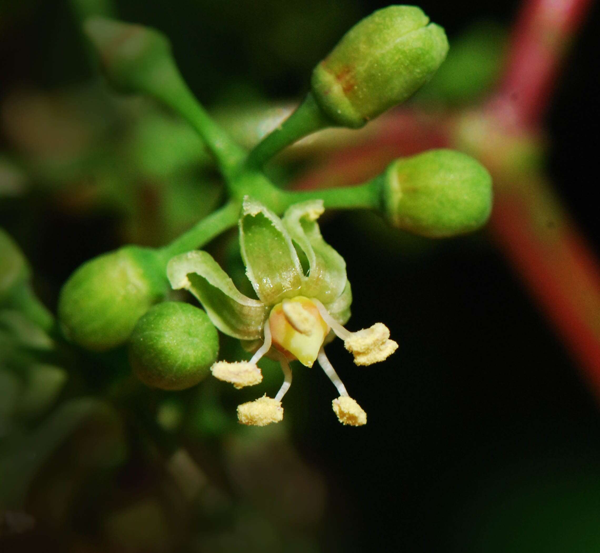 Image of Virginia creeper