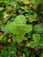 Image of Apple Mint