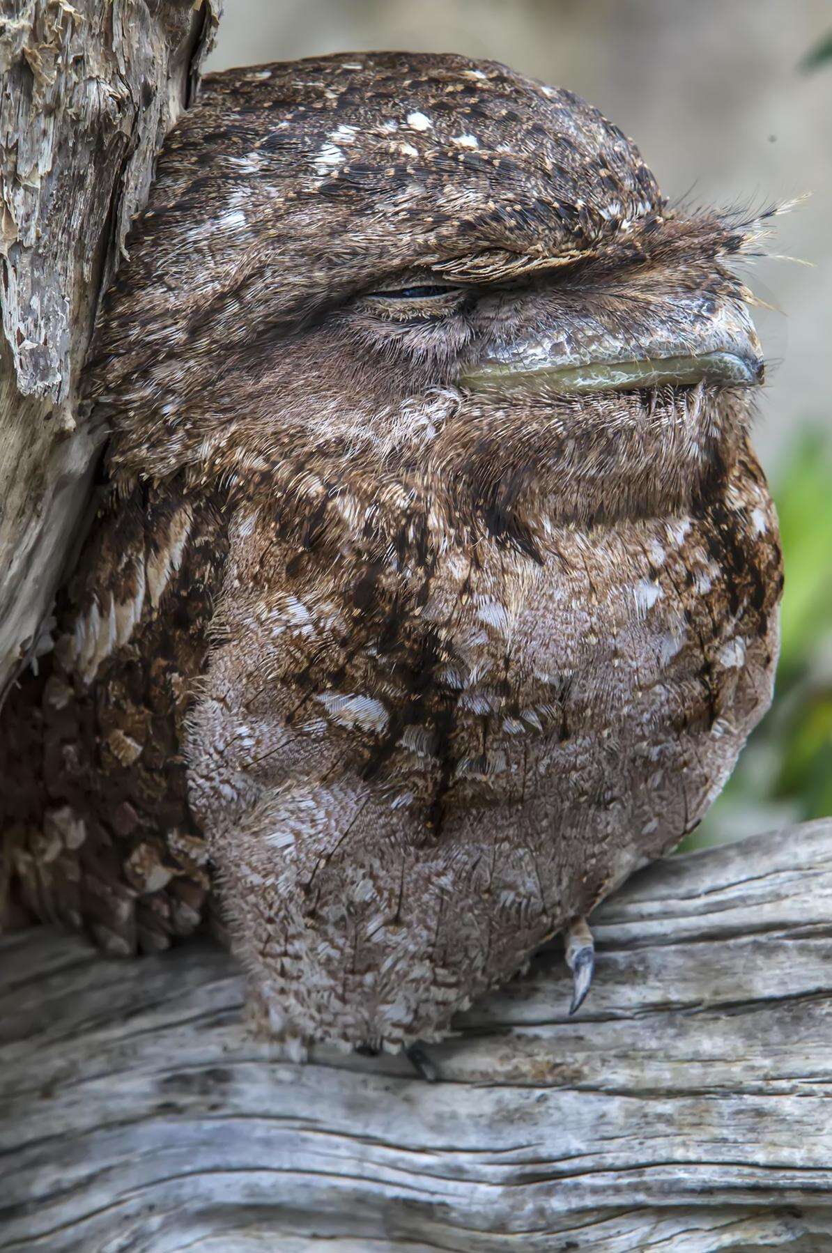 Image of Papuan Frogmouth