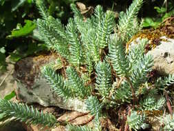 Image of Petrosedum rupestre (L.) P. Heath