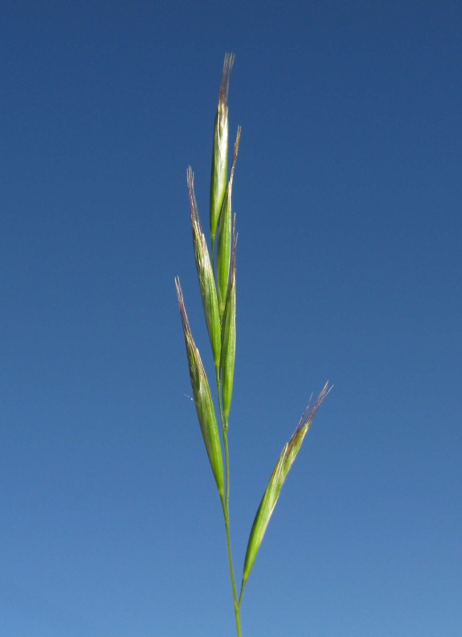 Plancia ëd Rytidosperma racemosum (R. Br.) Connor & Edgar