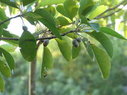 Image de Terminalia bellirica (Gaertn.) Roxb.