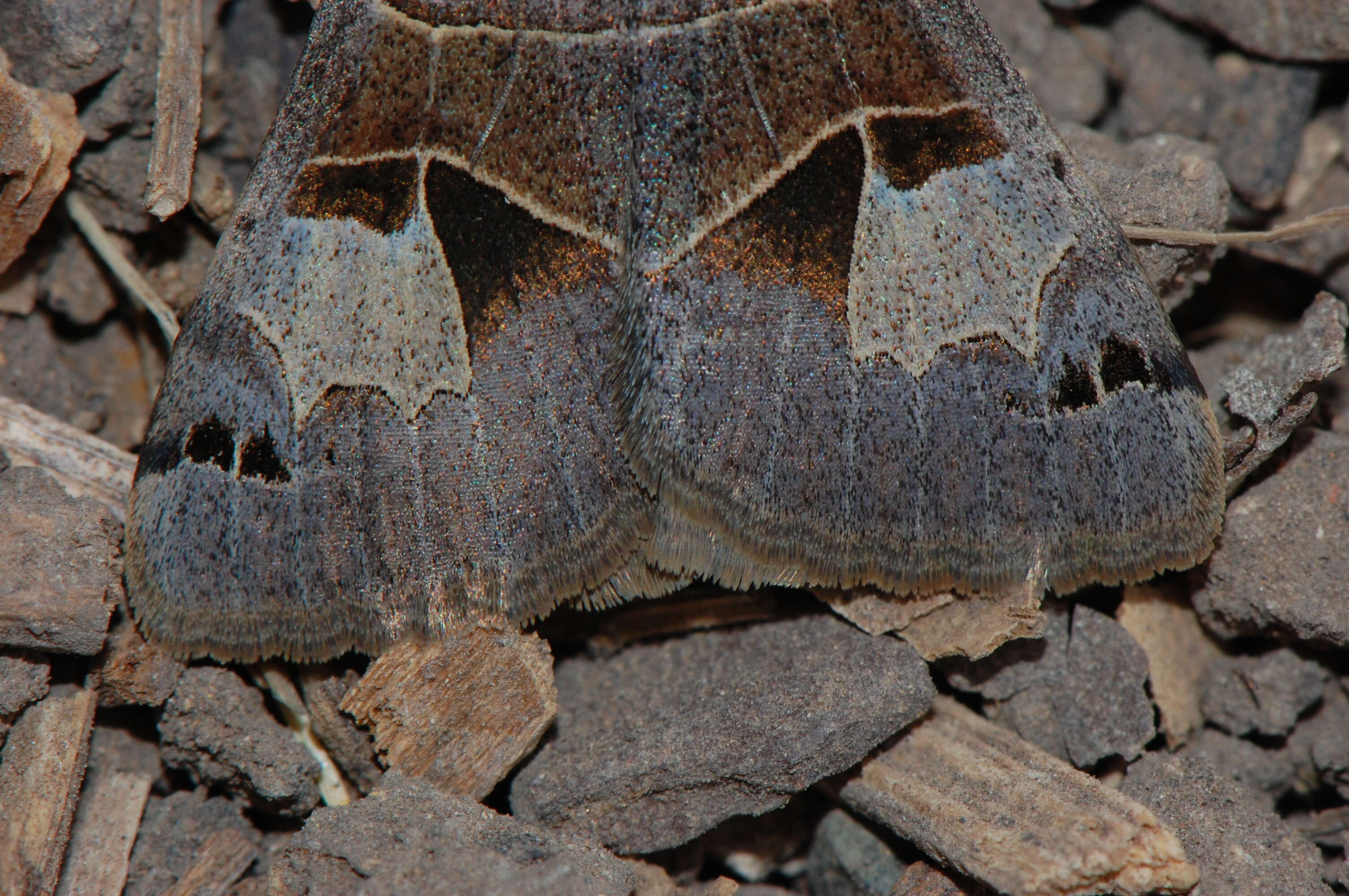 Image of Drasteria edwardsii