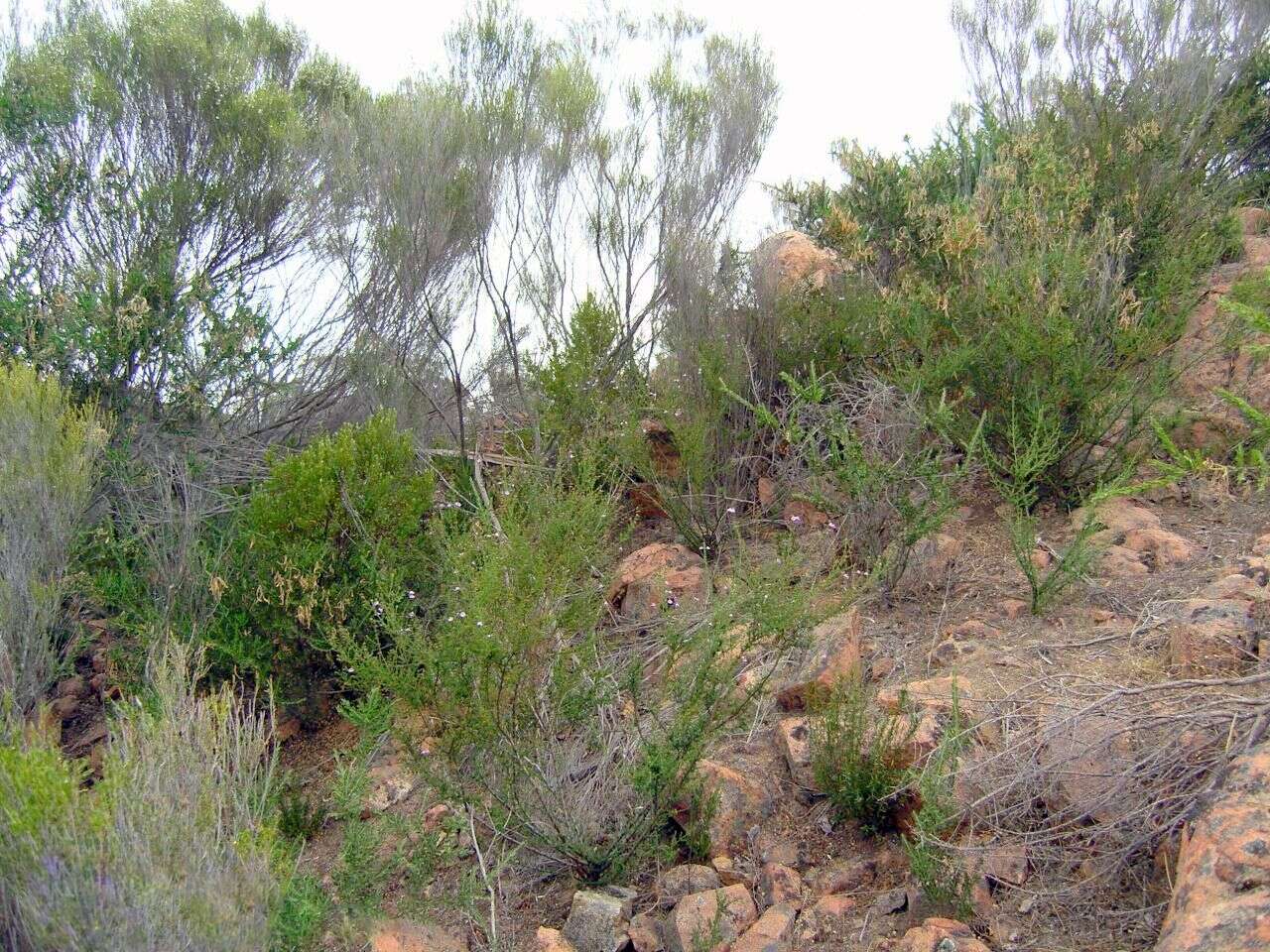 Image of Monarto Mint-bush