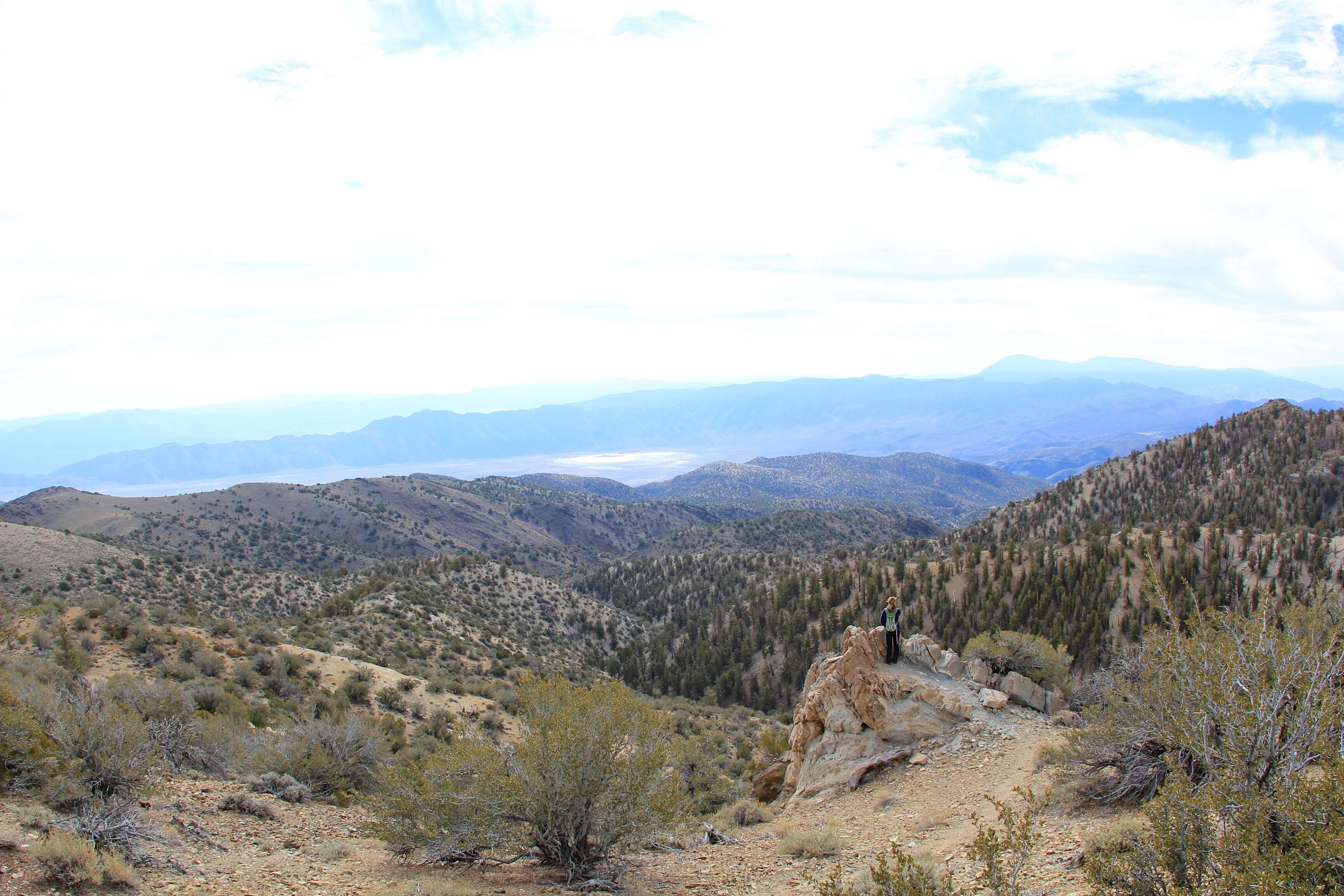 Image of Great Basin bristlecone pine