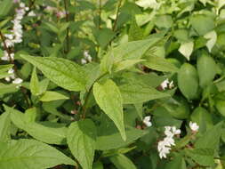 Image of slender pride of Rochester