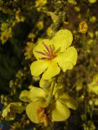 Image of wavyleaf mullein