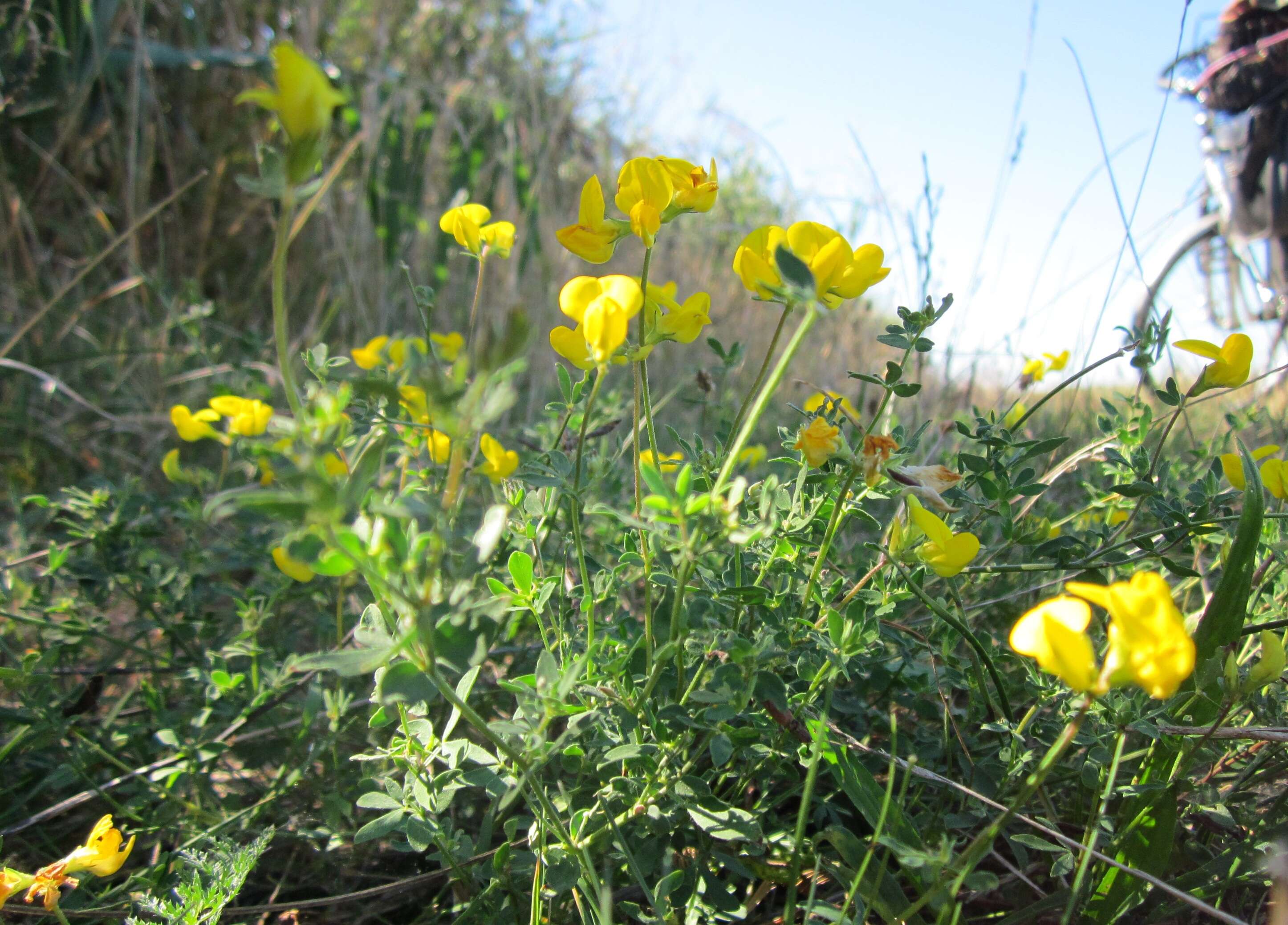 Image of Common Bird's-foot-trefoil