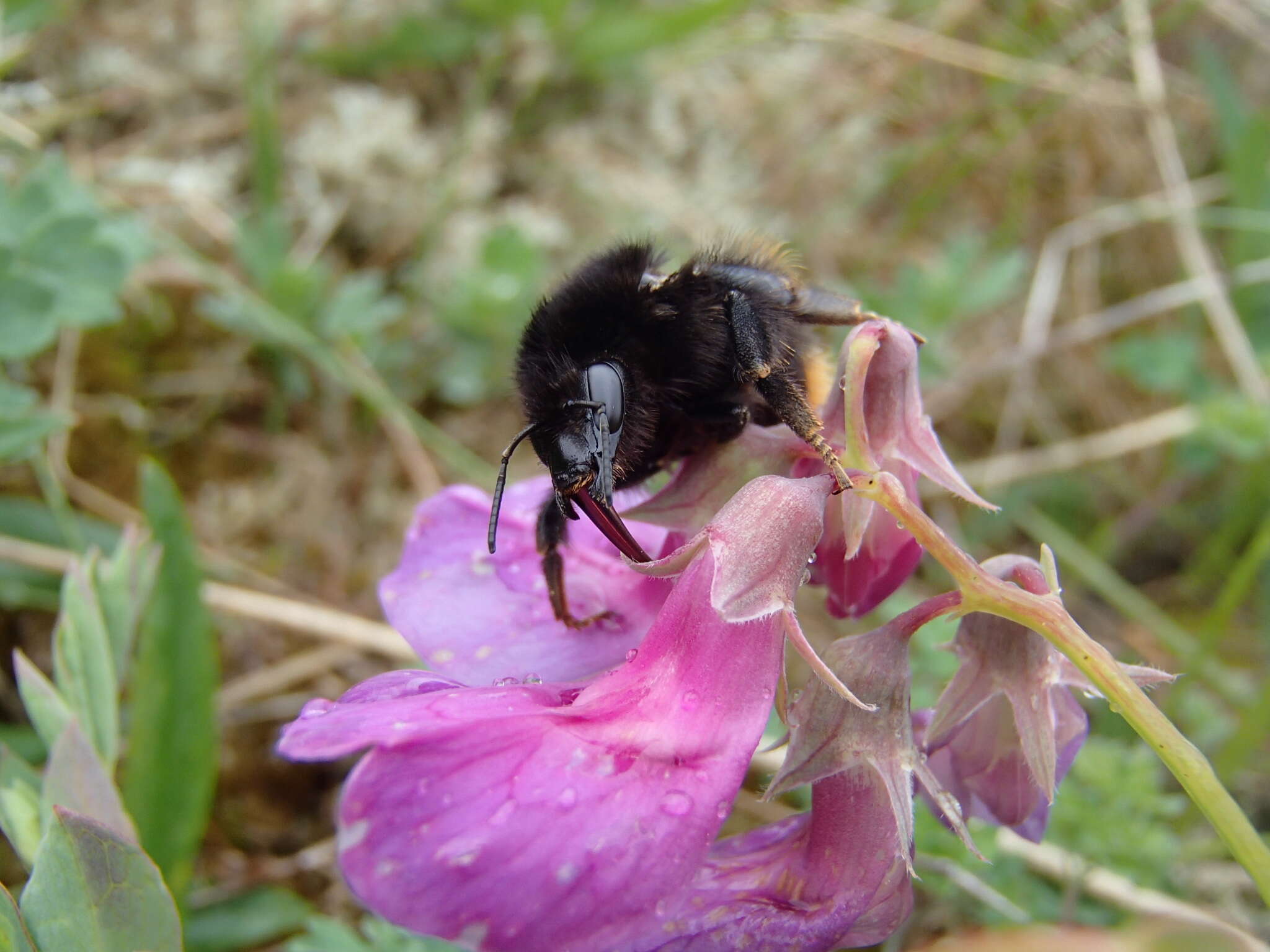 Image of Bombus ruderarius (Müller 1776)