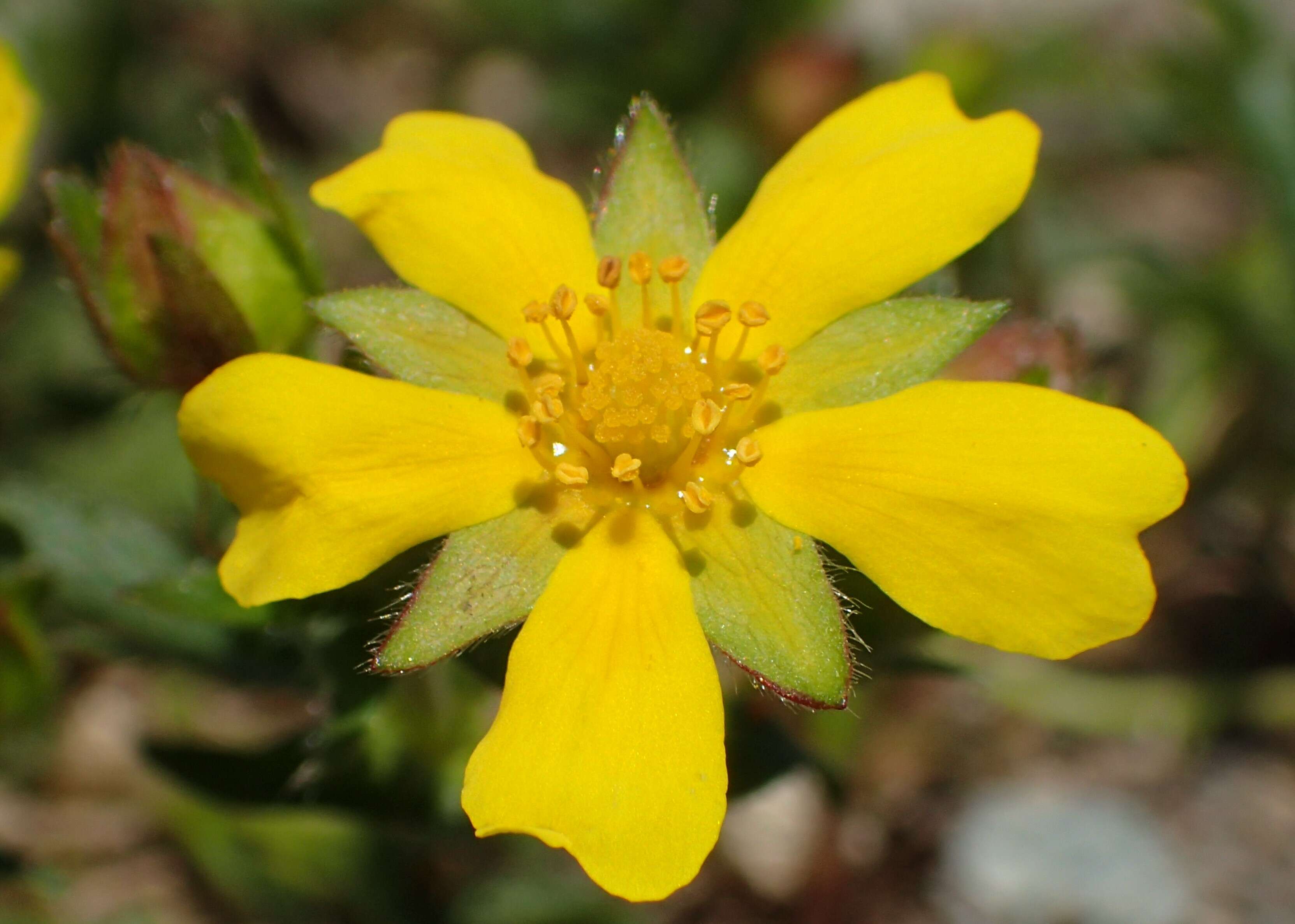 Image of spring cinquefoil