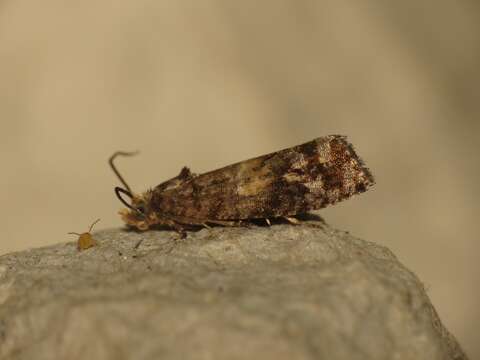 Image of Tortricid moth