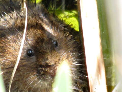 Image of Water Voles