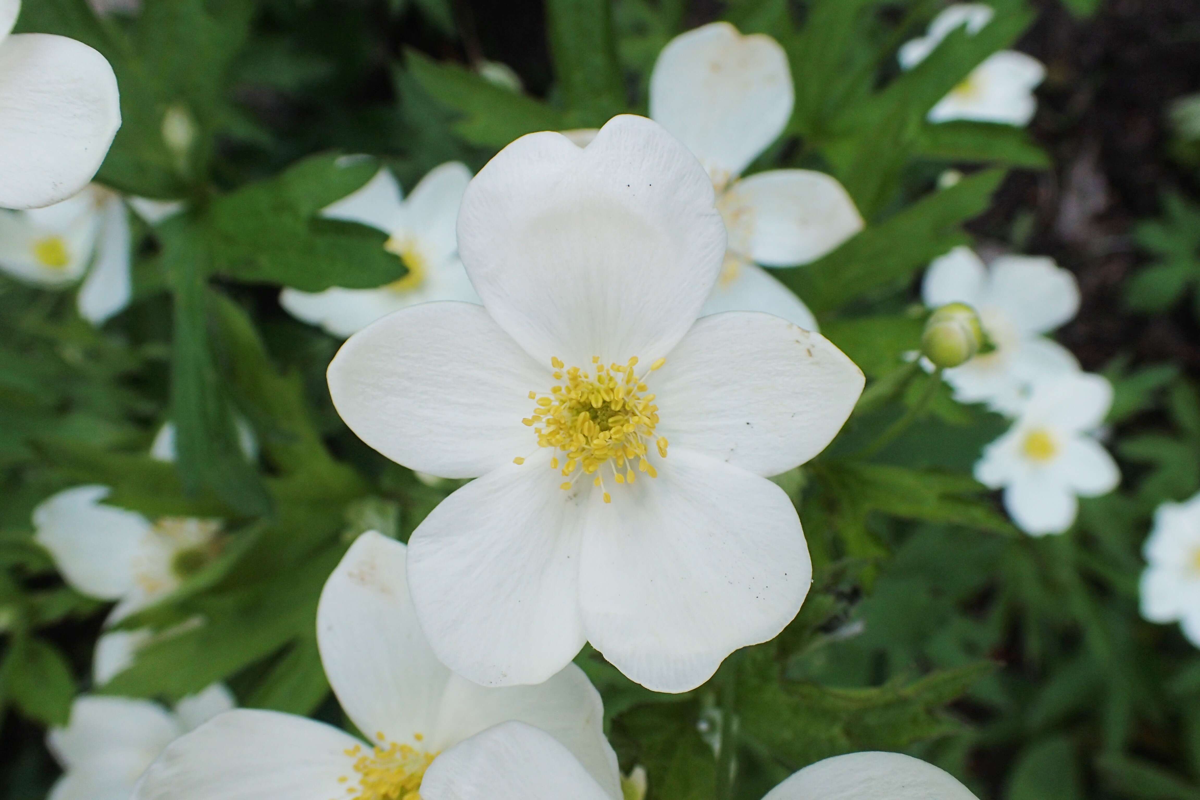 Image of tall thimbleweed