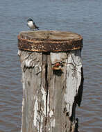 Image of White-winged Swallow