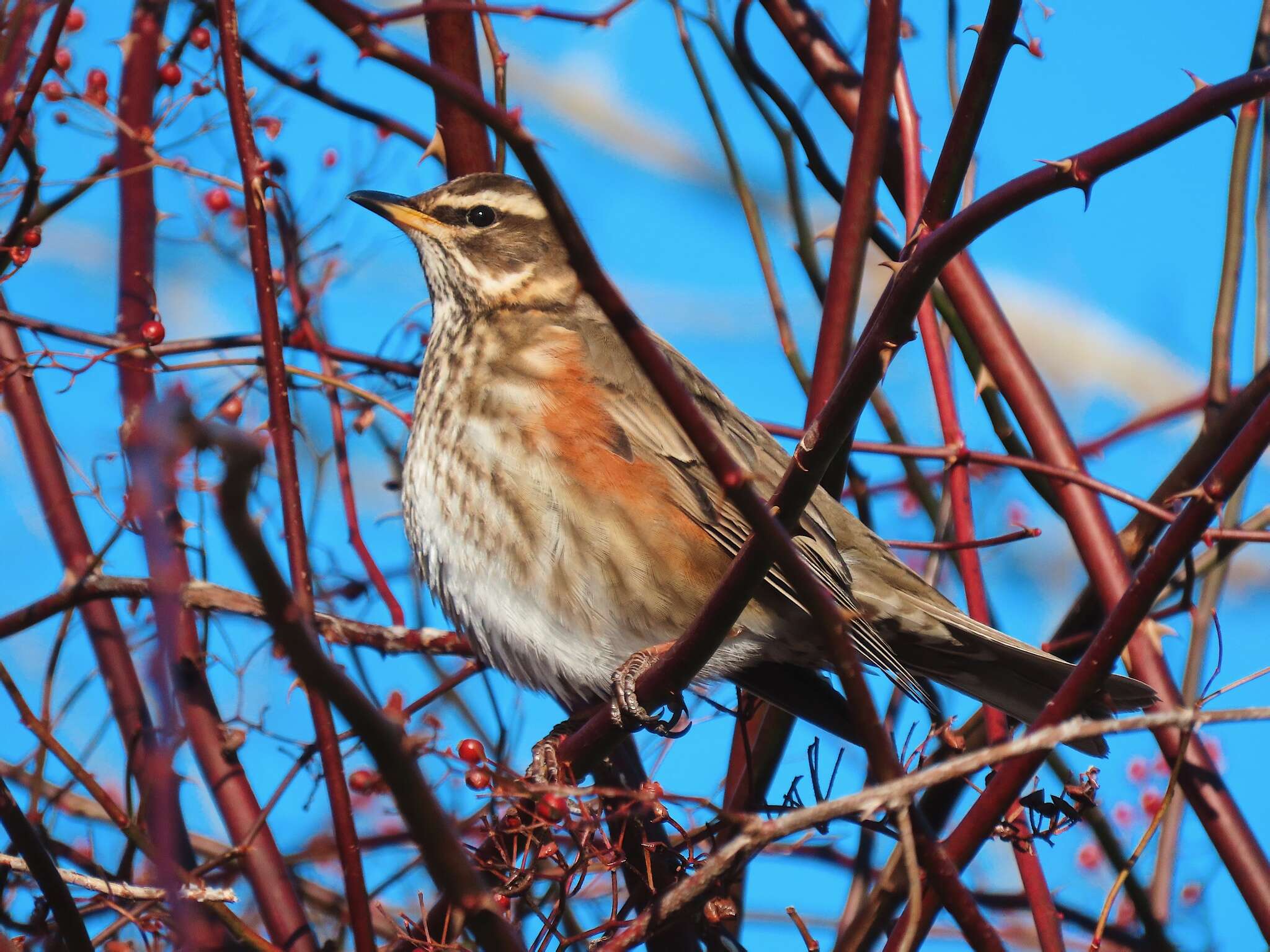 Image of Redwing