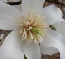 Imagem de Magnolia salicifolia (Siebold & Zucc.) Maxim.