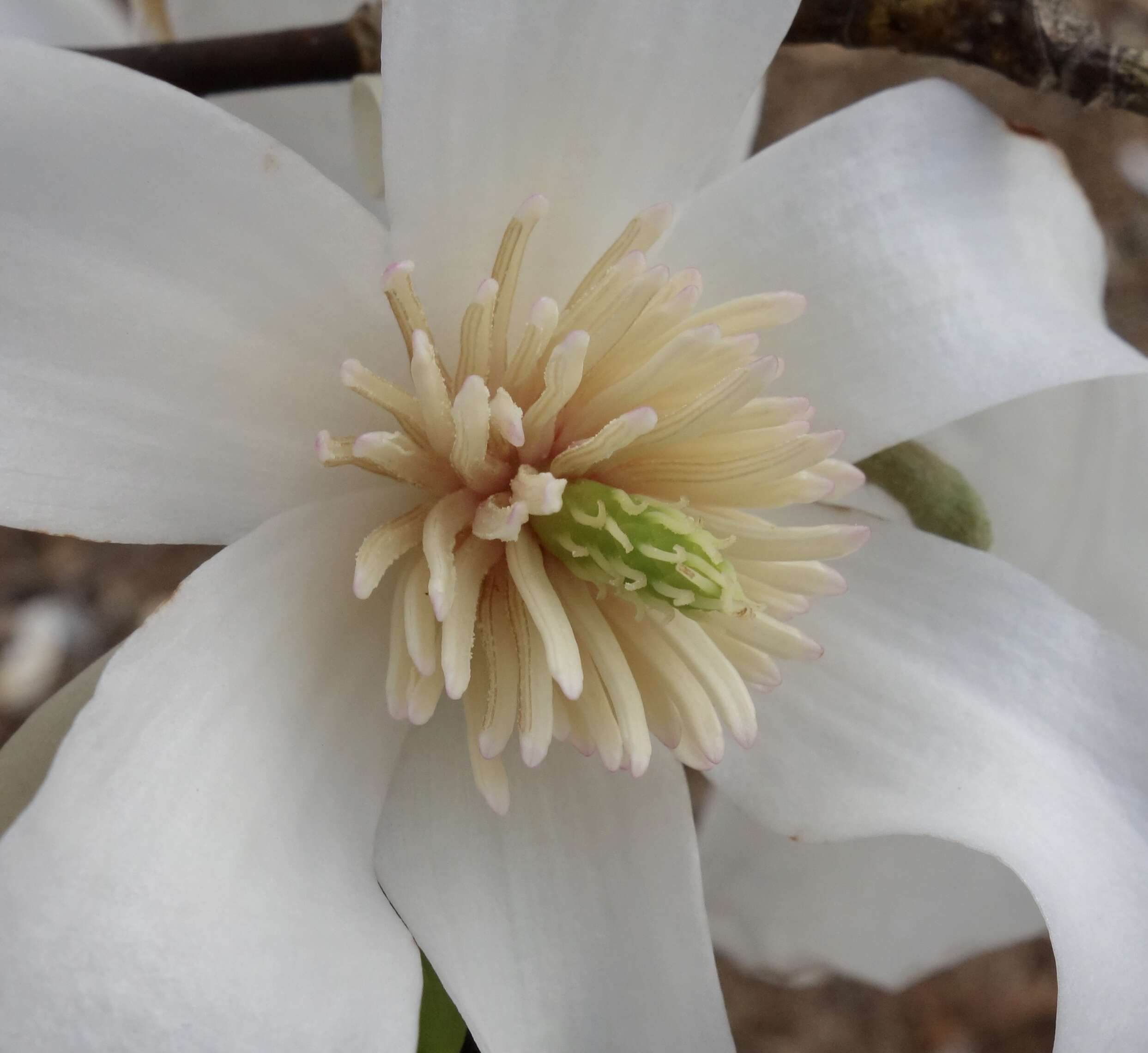 Imagem de Magnolia salicifolia (Siebold & Zucc.) Maxim.