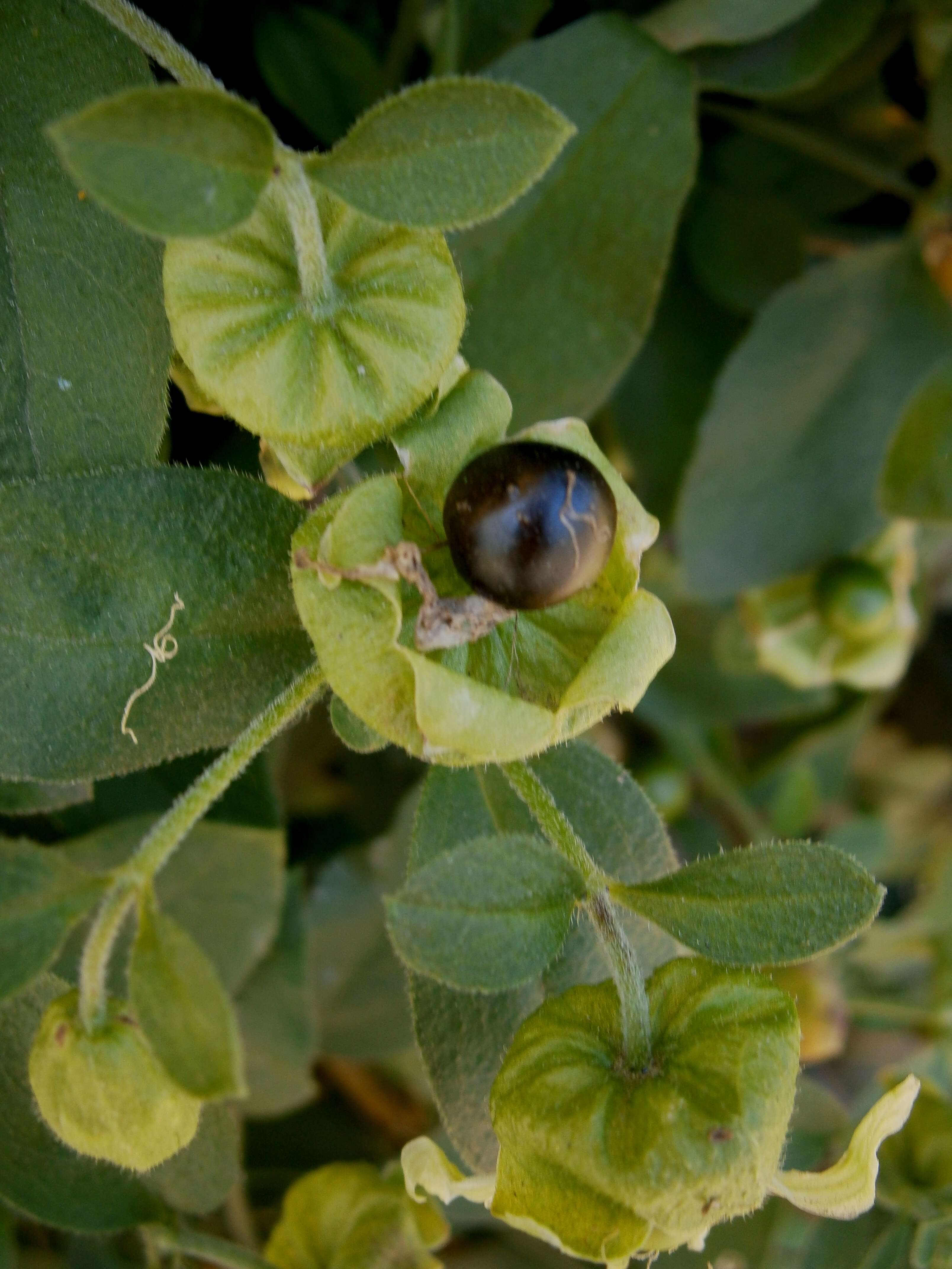 Слика од Silene baccifera (L.) Roth