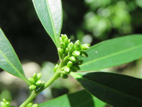 Image of Sarcococca saligna (D. Don) Müll. Arg.