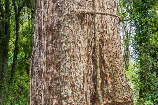 Image of northern rata