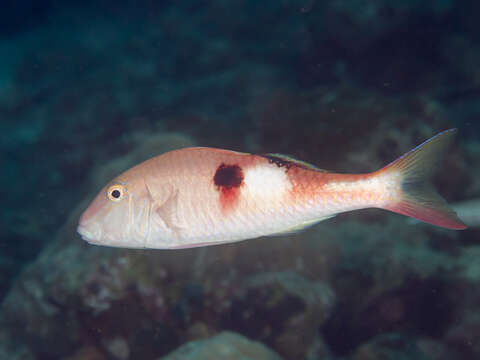 Image of Sidespot goatfish