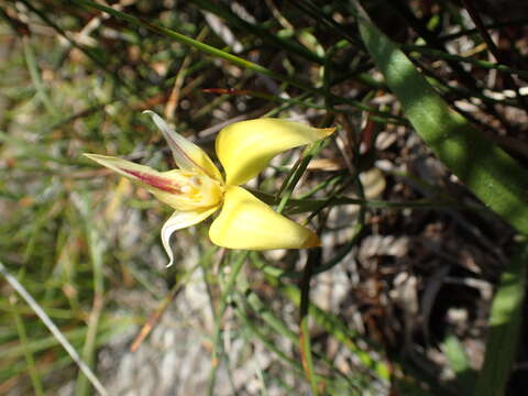 Image of Karri cowslip orchid