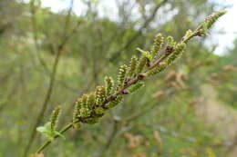 Image of Shrubby Birch