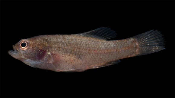 Image of pygmy sunfishes