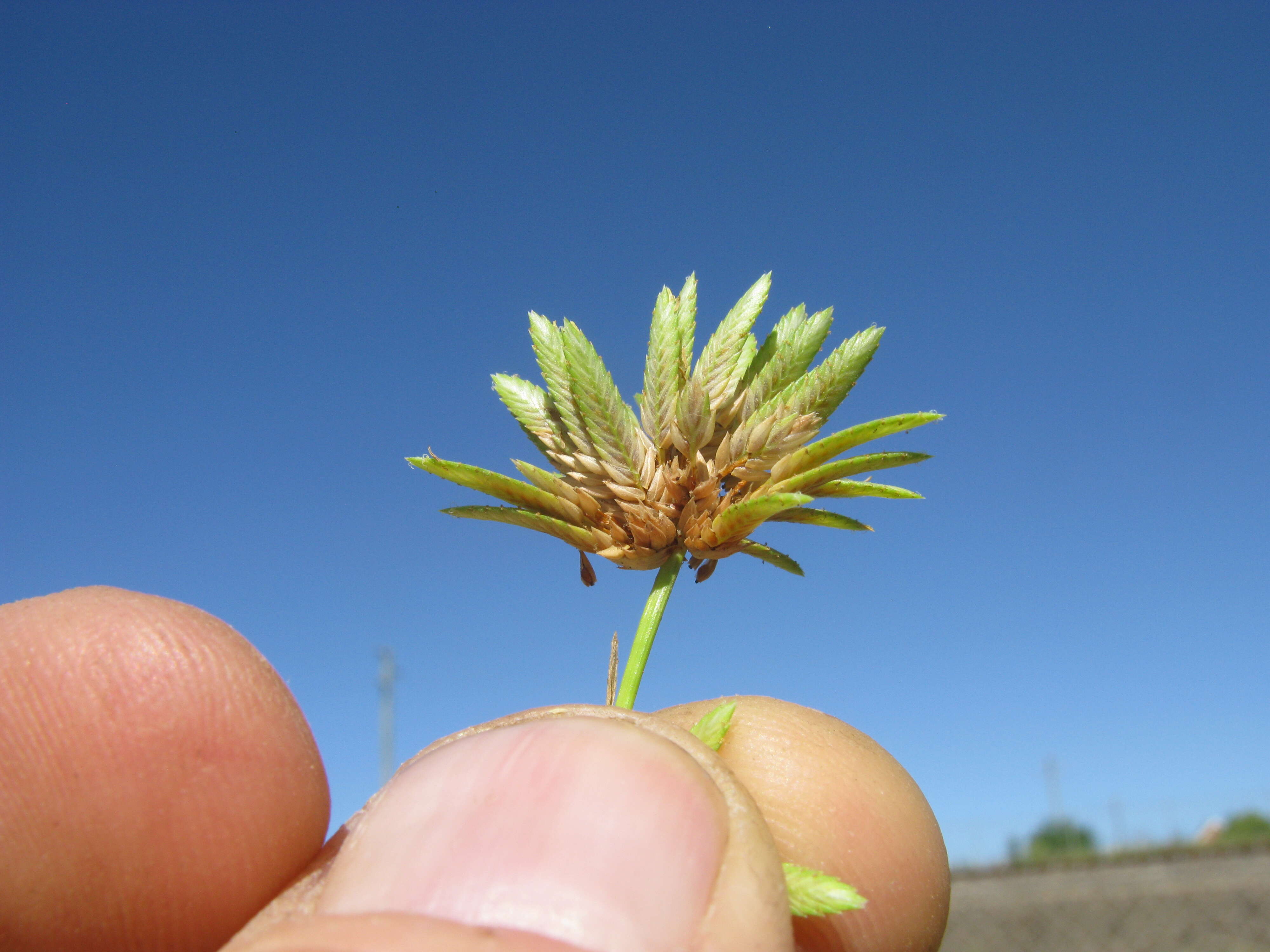 Слика од Cyperus eragrostis Lam.