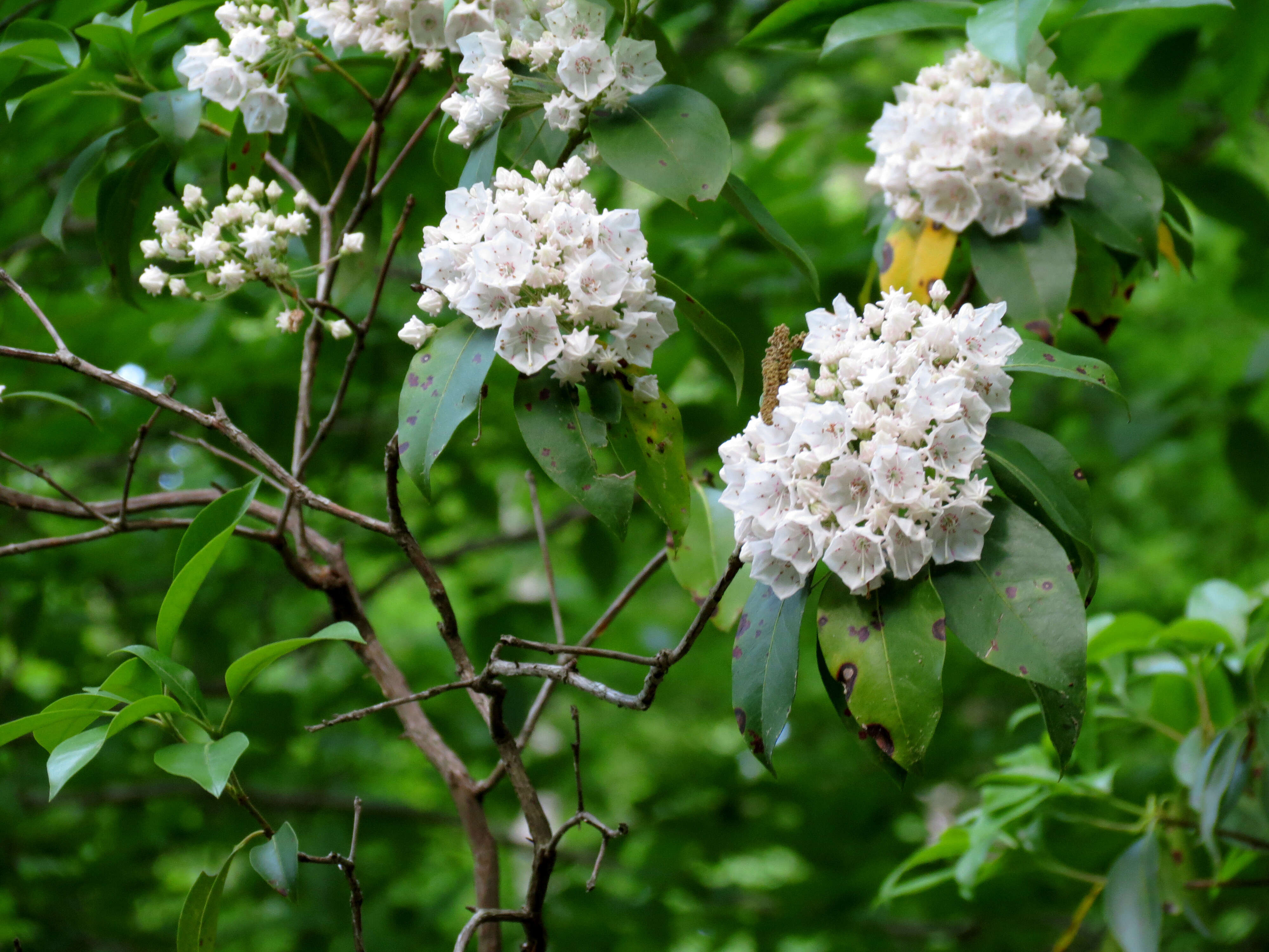 Image of mountain laurel