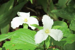 Imagem de Trillium grandiflorum (Michx.) Salisb.