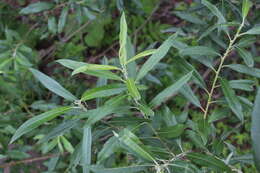 Image of Salix viminalis var. gmelinii (Pall.) Andersson