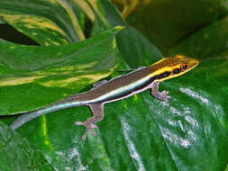 Image of Klemmer's day gecko