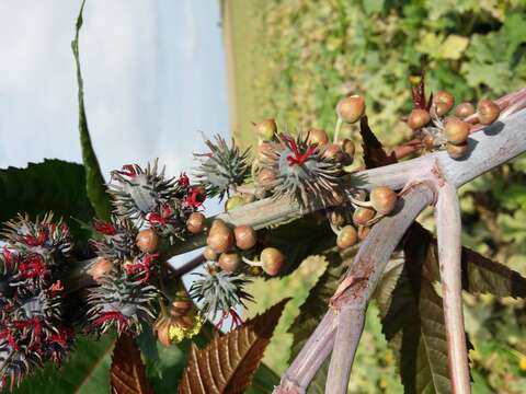 Sivun Ricinus kuva