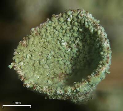 Image of cup lichen
