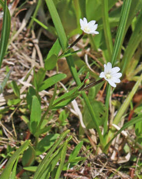 Image of willowherb