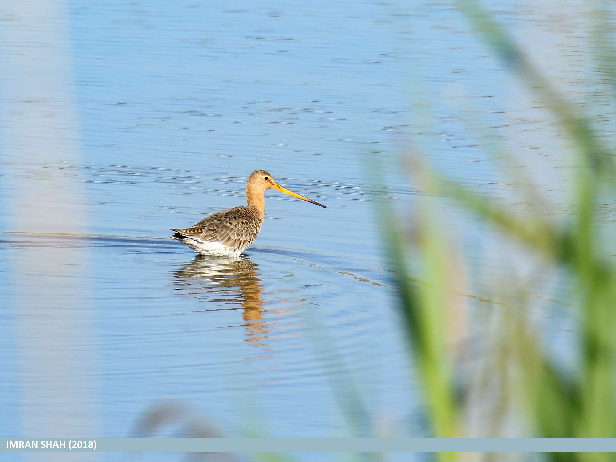 Image of Black-tailed Godwit