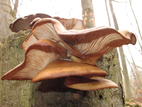 Image of Pleurotus