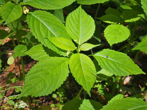 Image of small balsam