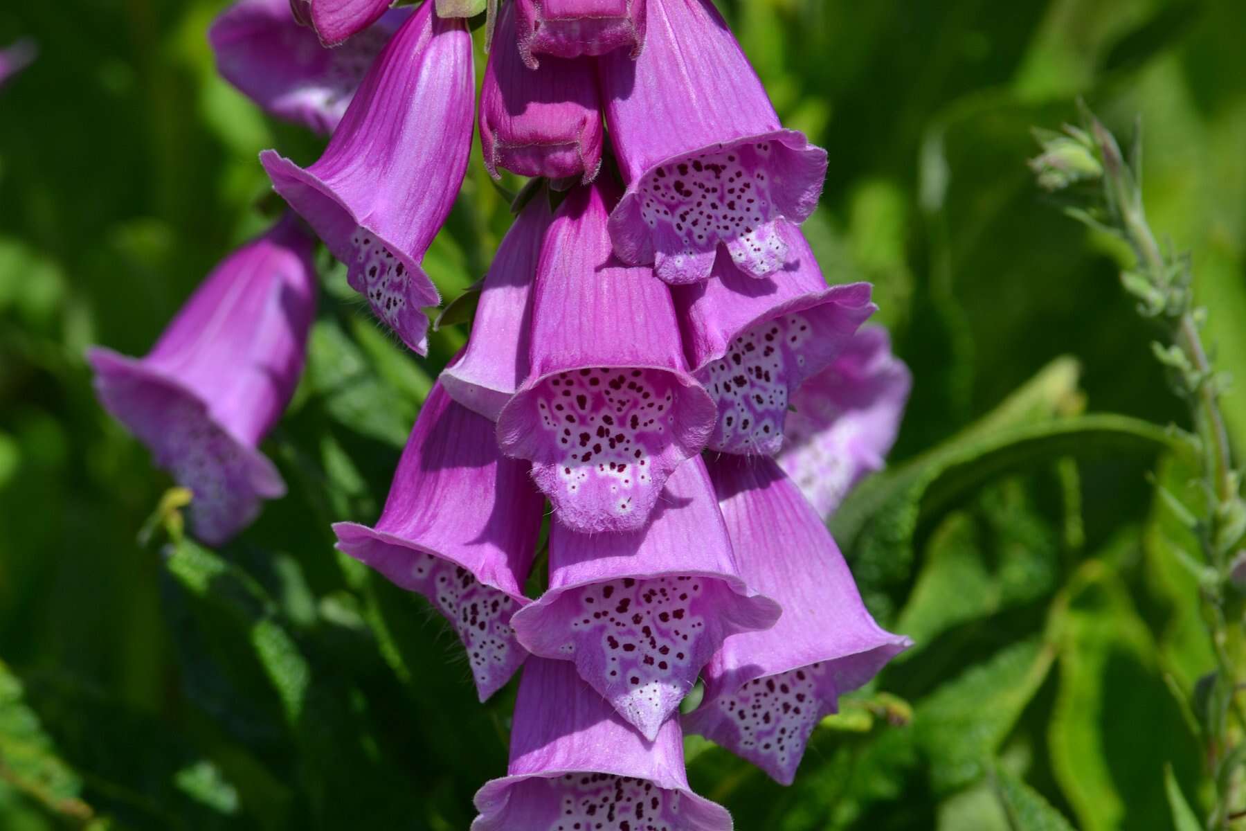 Imagem de Digitalis purpurea L.