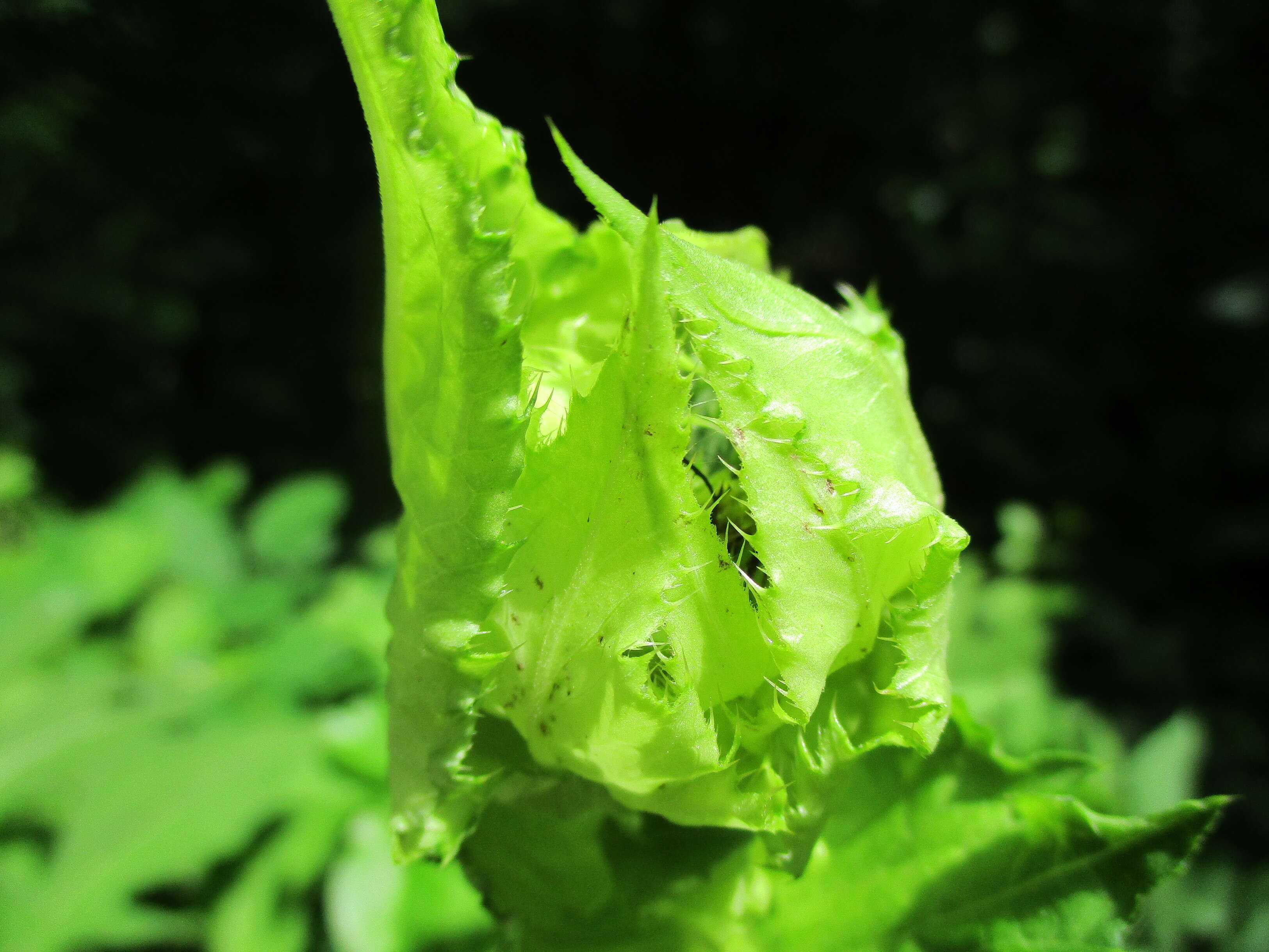 Image of Cabbage Thistle