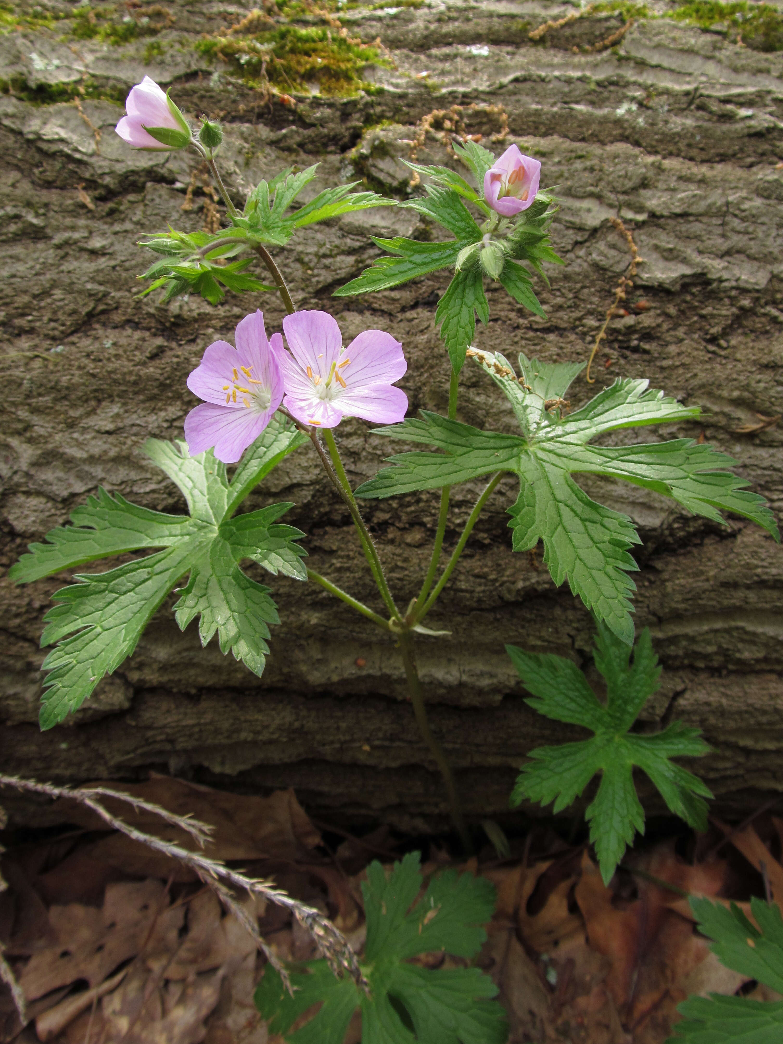 Image of spotted geranium