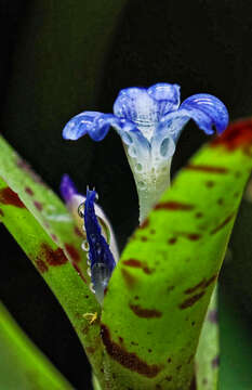 Image of Neoregelia lilliputiana E. Pereira