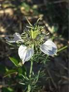 Nigella arvensis L. resmi