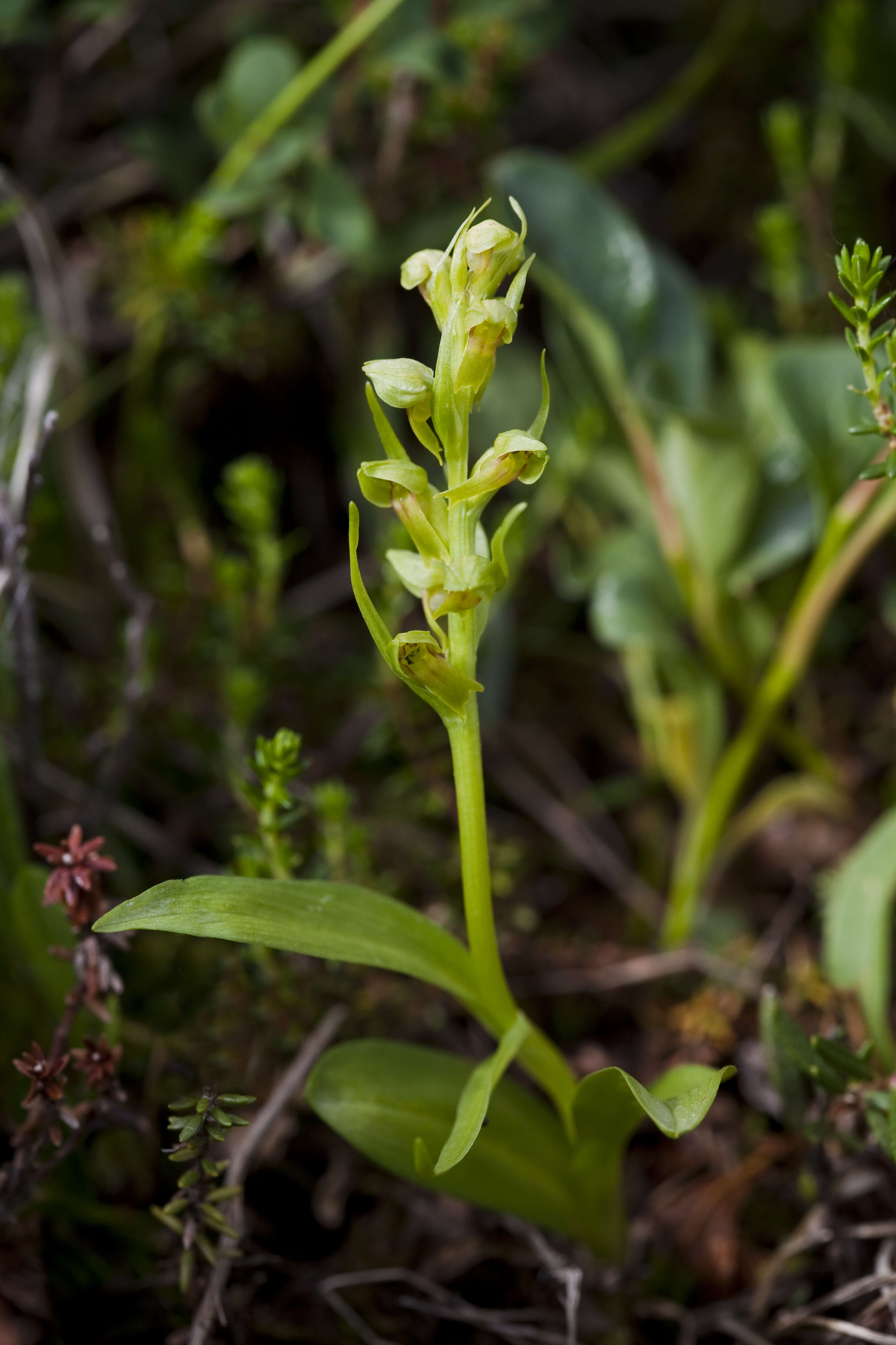 Image of Frog orchid